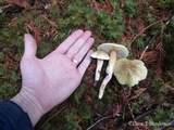 Tricholoma saponaceum image
