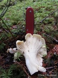 Cantharellus subalbidus image