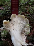Cantharellus subalbidus image
