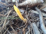 Clavulinopsis laeticolor image