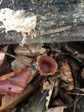 Mycena atkinsoniana image