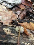 Mycena atkinsoniana image