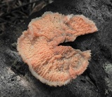 Merulius tremellosus image