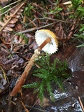 Cystoderma amianthinum image