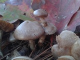 Hebeloma mesophaeum image
