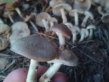 Hebeloma mesophaeum image
