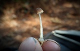 Mycena clavicularis image