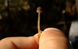 Mycena clavicularis image