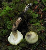 Tricholoma saponaceum image