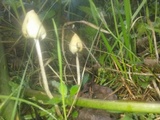 Psilocybe semilanceata image