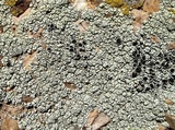 Lecanora argopholis image
