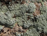 Lecanora argopholis image