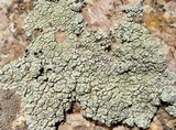 Lecanora argopholis image