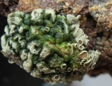 Rhizoplaca subdiscrepans image