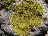 Pleopsidium flavum image