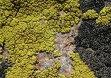 Pleopsidium flavum image