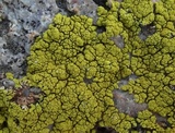 Pleopsidium flavum image