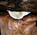 Postia caesia image