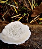 Postia caesia image