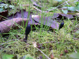 Trichoglossum hirsutum image