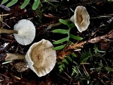 Ampulloclitocybe clavipes image