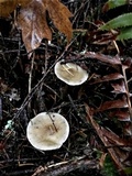 Ampulloclitocybe clavipes image