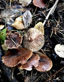 Armillaria nabsnona image