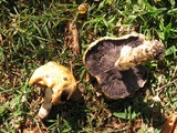 Stropharia coronilla image