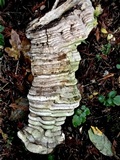 Fomitopsis officinalis image