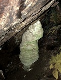 Fomitopsis officinalis image
