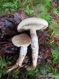 Pholiota lenta image