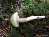 Tricholoma saponaceum image