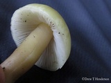 Tricholoma saponaceum image