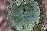 Pyxine sorediata image