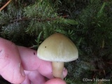 Tricholoma saponaceum image