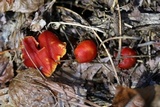 Gliophorus minutulus image