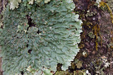 Pyxine sorediata image