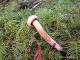 Chroogomphus tomentosus image