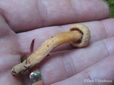 Chroogomphus tomentosus image