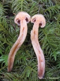 Chroogomphus tomentosus image