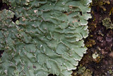 Pyxine sorediata image