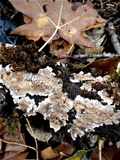 Chondrostereum purpureum image