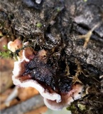 Chondrostereum purpureum image