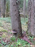 Fomitopsis mounceae image