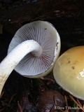 Hypholoma capnoides image