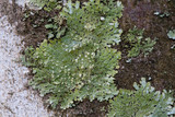 Pyxine sorediata image
