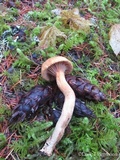 Chroogomphus tomentosus image