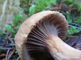 Chroogomphus tomentosus image
