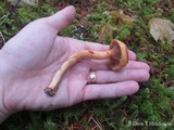 Chroogomphus tomentosus image