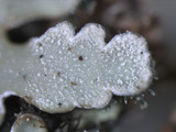 Pyxine sorediata image